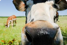 Cattle on Tomball Texas rural pasture — family law attorney Houston TX serving Tomball