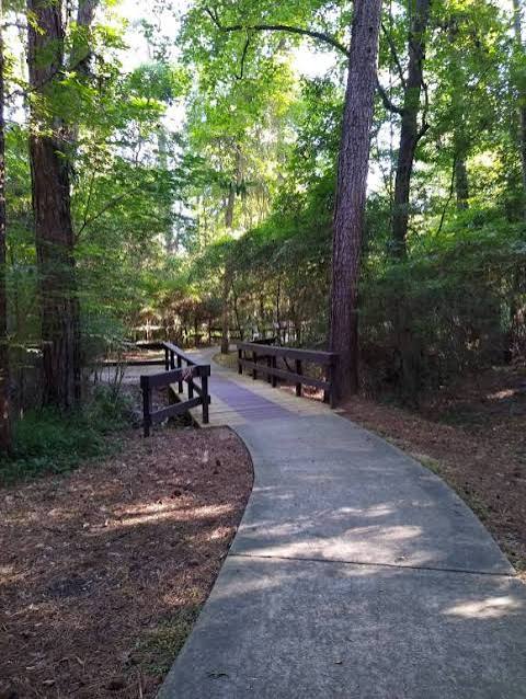 Kingwood Texas Livable Forest tall pines homes morning light
