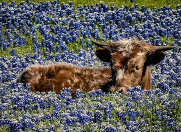 Texas bluebonnets in Spring, Texas &mdash; family law attorney serving Spring TX